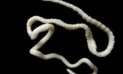 comment éliminer le parasite cestode du corps