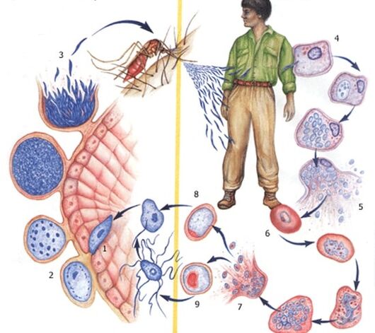 Méthodes de reproduction des parasites protozoaires