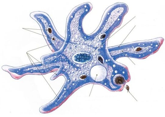 Structure d'un parasite protozoaire